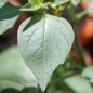 Preview: Wonderberry (Samen)