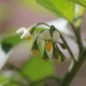 Preview: Wonderberry (Samen)