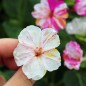 Preview: Wunderblume Striped Mix (Samen)