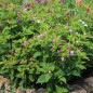 Preview: Wunderblume Striped Mix (Samen)