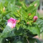 Preview: Wunderblume Striped Mix (Samen)