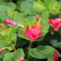 Preview: Wunderblume Striped Mix (Samen)