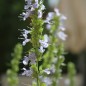 Preview: Ysop himmelblau (Pflanze)