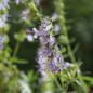 Preview: Ysop himmelblau (Pflanze)