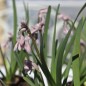 Preview: Zimmerknoblauch altrosa (Pflanze)