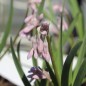 Preview: Zimmerknoblauch altrosa (Pflanze)