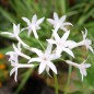 Preview: Zimmerknoblauch elfenbein (Pflanze)