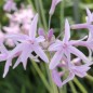 Preview: Zimmerknoblauch violett