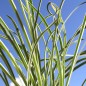Preview: Zimmerknoblauch weißbunt (Pflanze)