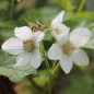 Preview: Weiße Zimthimbeere (Pflanze)