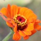 Preview: Zinnie Oriole (Samen)