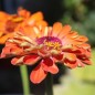 Preview: Zinnie Oriole (Samen)