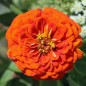 Preview: Zinnie Oriole (Samen)