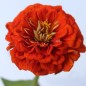 Preview: Zinnie Oriole (Samen)