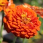 Preview: Zinnie Oriole (Samen)