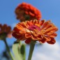Preview: Zinnie Oriole (Samen)