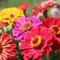 Preview: Zinnie Dahlia Flowered Mix (Samen)