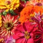 Preview: Zinnie Dahlia Flowered Mix (Samen)