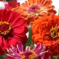 Preview: Zinnie Dahlia Flowered Mix (Samen)