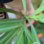 Preview: Zitronengras (Pflanze)