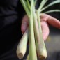 Preview: Zitronengras (Pflanze)