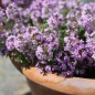 Preview: Zitronenteppichthymian (Pflanze)