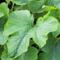Preview: Zucchini Bianco di Sicilia (Samen)