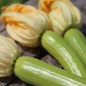 Preview: Zucchini Bianco di Sicilia (Samen)