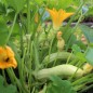 Preview: Zucchini Bianco di Sicilia (Samen)