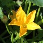 Preview: Zucchini Bianco di Sicilia (Samen)