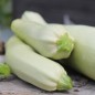 Preview: Zucchini Bianco di Sicilia (Samen)