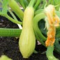 Preview: Zucchini Early Prolific Straightneck (Samen)