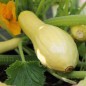 Preview: Zucchini Early Prolific Straightneck (Samen)