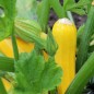 Preview: Zucchini Golden