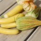 Preview: Zucchini Golden (Samen)