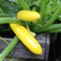 Preview: Zucchini Golden (Samen)