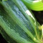 Preview: Zucchini Lungo Fiorentino (Samen)