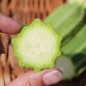 Preview: Zucchini Lungo Fiorentino (Samen)