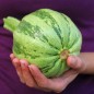 Preview: Zucchini Black Beauty