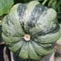 Preview: Zucchini Mongogo du Guatemala (Samen)