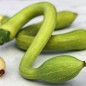 Preview: Zucchini Tromboncino d'Albenga (Samen)