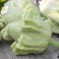 Preview: Zucchini Yugoslavian Finger Fruit (Samen)
