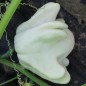 Preview: Zucchini Yugoslavian Finger Fruit (Samen)