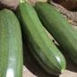 Preview: Zucchini Zuboda (Samen)
