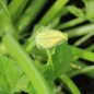 Preview: Zucchini Zuboda (Samen)