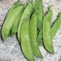 Preview: Zuckererbse Ambrosia (Samen)