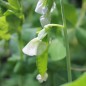 Preview: Zuckererbse Ambrosia (Samen)