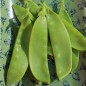 Preview: Zuckererbse Oregon Giant (Samen)