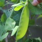 Preview: Zuckererbse Oregon Giant (Samen)