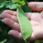 Preview: Zuckererbse Oregon Giant (Samen)